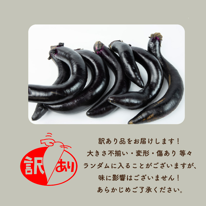 訳あり 松山長なす 約1kg | 夏野菜 茄子 わけあり 不揃い ナス 長なす ワケアリ 長ナス 野菜 国産 国内産 愛媛県 松山市 約1kg