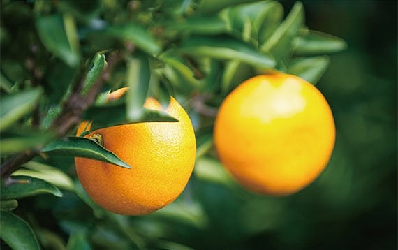 【1月中旬から発送】 甘平(かんぺい)＜秀品＞約3kg【贈答用化粧箱入り】