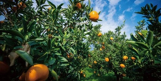 【2月中旬から発送】 せとか＜小玉＞ 約3kg