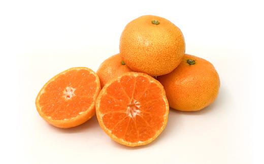 【6月下旬から発送】 2025年6月より発送 ハウスみかん（温室みかん・ハウス栽培)【期間限定】