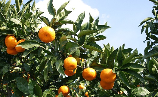 みかんジュース  みかんジュース 「丸しぼり果汁」 250mｌ×6本 飲み比べ 希望の島