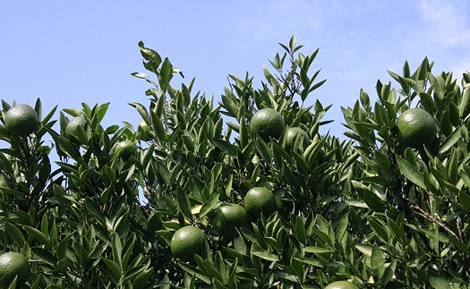 本舗 伊予柑ぽん酢 「ほやけん島ぽん」 360ml×6本 希望の島