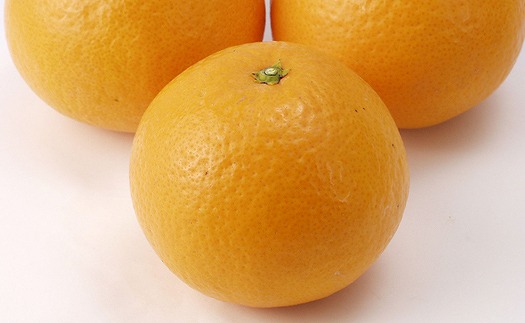 清見タンゴール 4kg 【2026年4月上旬から発送予定】 愛媛 中島産 | みかん 柑橘 みかん 清見 タンゴール みかん 清見 みかん 柑橘 希望の島