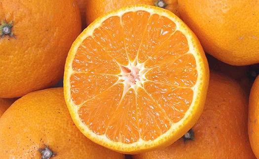 【2026年5月上旬から発送予定】完熟春みかん カラマンダリン 3kg M~2Lサイズ 3kg ¥11,000