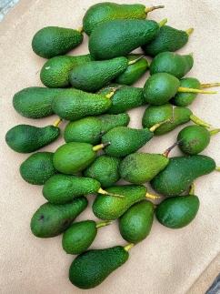 【先行受付】油分たっぷり！！露地栽培の国産アボカド 1kg | アボカド 国産 ベーコン フェルテ ピンカートン ヘルシー ダイエット 美容 愛媛県 松山市