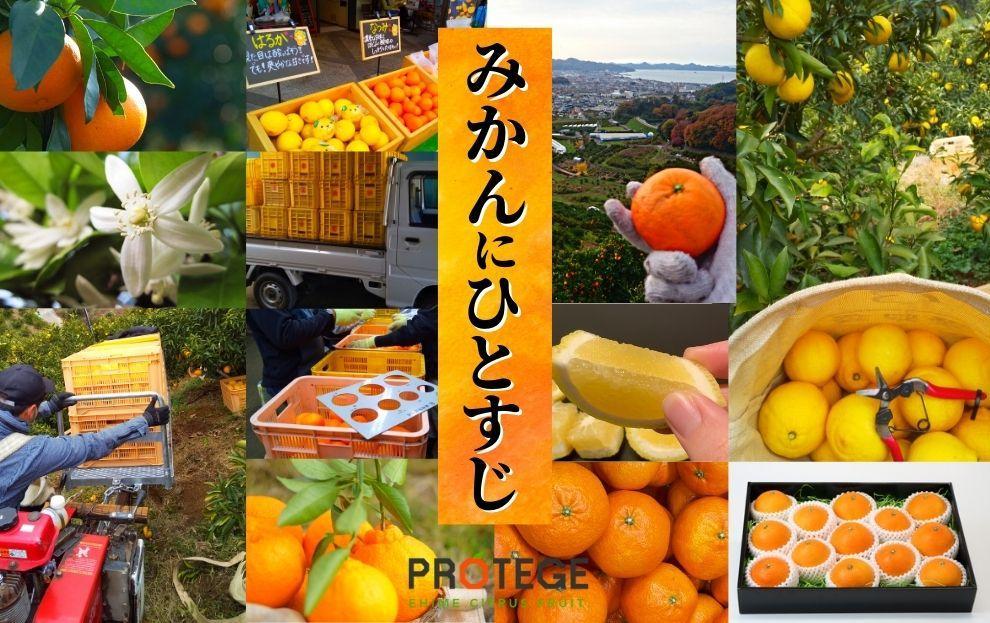 【不知火】良品約5kg ＜2026年2月末～4月頭頃発送＞