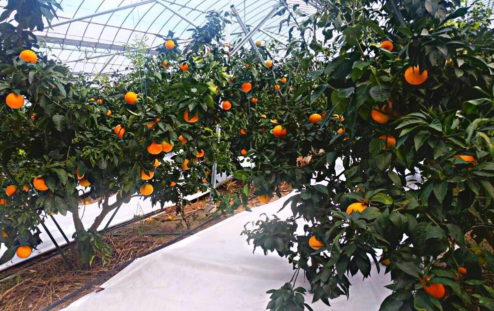  愛果28号 (紅まどんな と同品種) 約2.8kg 良品 【2025年12月頃から順次発送】 2.8kg