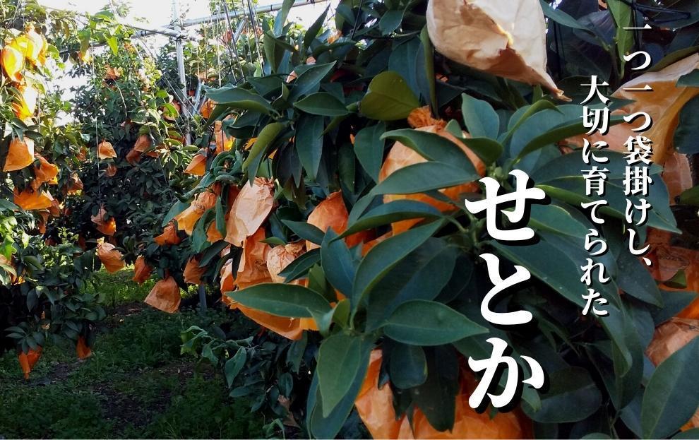 秀～優品 約2.8kg ＜2026年2月～3月頃発送＞