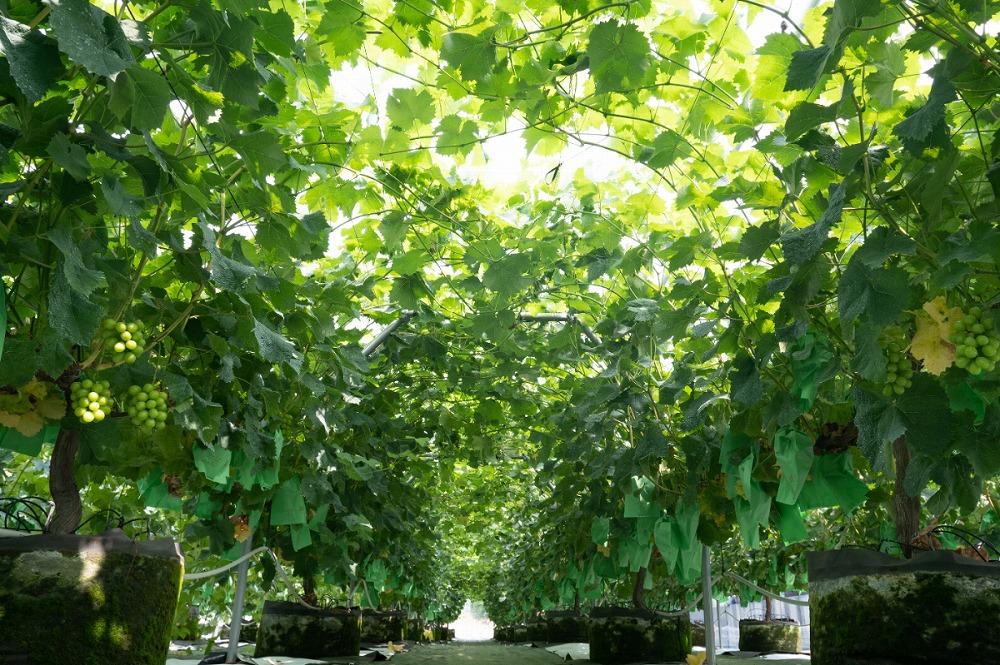 【2025収穫分先行予約】 ぶどう ナガノパープル 2房 約 1.1kg 旬 時期 愛媛