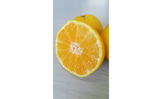 みかん 媛小春 2kg 【2026年3月上旬から発送予定】 愛媛 中島産 希望の島