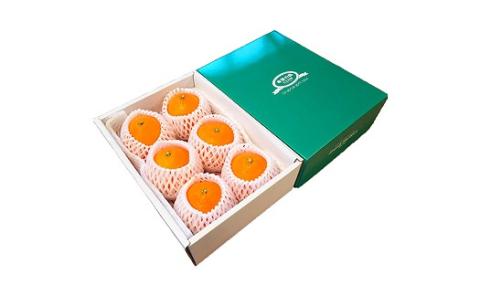 【12月中頃から順次発送予定】愛果28号 特選品 大玉 約1.5kg（6玉） | 愛媛県産 みかん 柑橘 希望の島