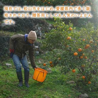 【2026年1月上旬から順次発送】 宮内いよかん 2kg 数量選択可 いよかん 伊予柑 みかん 数量限定 みかん 愛媛県産 みかん いよかん 伊予柑 松山市 みかん 中島 みかん いよかん 伊予柑 みかん 蜜柑 いよかん 伊予柑 イヨカン みかん いよかん 伊予柑 愛媛県 松山市 2kg ¥5,000