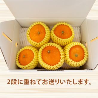 【2024年1月下旬から発送】 甘平 かんぺい ◯等級から優級 約2kg L-2L 8から12個【ID002】
