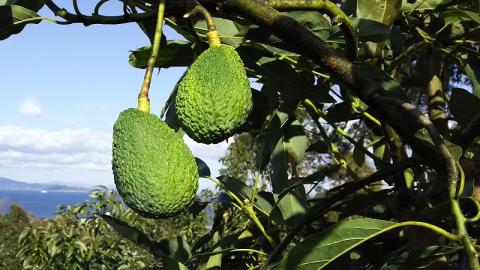 家庭用アボカド1.2Kg（松山市産/品種おまかせ）