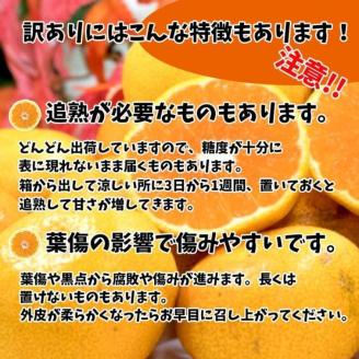 訳あり 宮内伊予柑 興居島産 約10kg ( 訳あり みかん 訳あり柑橘 訳あり商品 伊予柑 いよかん みかん 宮内いよかん 興居島産 柑橘 松山 愛媛県 )