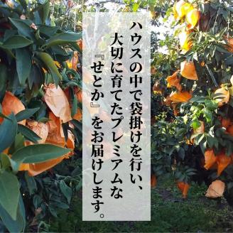 プレミアム【せとか】 化粧箱入 ＜2026年2月~3月頃発送＞