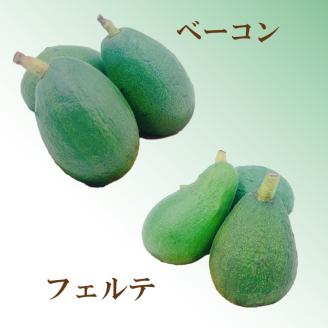 松山市産 アボカド 800g＜11月上旬から発送予定＞