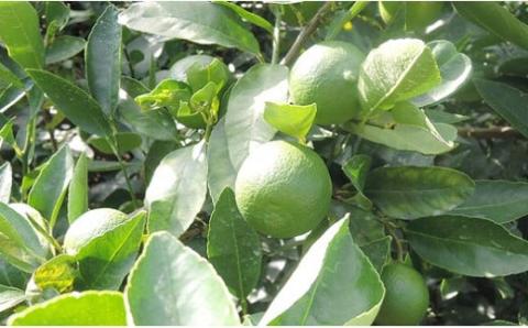 【希望の島】 ライム果汁 150ml × 6本 | 果汁100％ 飲料 果汁飲料 ライム果汁100％ セット らいむ ライム ドリンク ストレート ライムジュース ライムサワー らいむじゅーす らいむさわー 採れたて 皮ごと フルーツ 果物 お酒 サワー 炭酸 焼酎 ご当地 お土産 人気 おすすめ お取り寄せ グルメ ギフト 希望の島 中島 愛媛県中島 国産 愛媛県 松山市