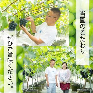 マスカット 2025収穫分先行予約 シャインマスカット 1kg バラ粒 500g 2パック 小分け 早朝 収穫 新鮮 松山