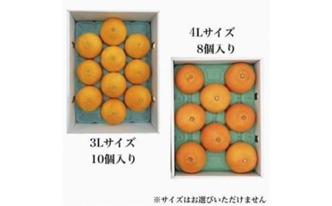 【11月下旬から発送】  紅まどんな【JAえひめ中央】青秀 3Lから4Lサイズ 大玉 化粧箱