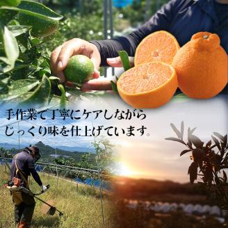 【2026年2月下旬から発送】 不知火（デコポンと同一品種） B品 家庭用 5kg 品 家庭用3kgフルーツ 果物 みかん オレンジ 柑橘 愛媛県松山市 愛媛県 松山市 愛媛 松山 常温 常温便 常温配送 常温発送 約5kg