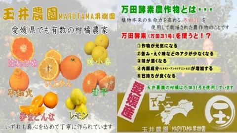 【先行予約】【2026年2月上旬頃発送】【特選】玉井農園のいよかん 5kg（3L～Lサイズ）
