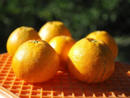 【2026年1月中旬より発送】【自然栽培】宮内伊予柑 皮ごとストレート 720ml 3本 ジュース 果汁100％ 愛媛県産