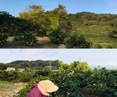 【2月下旬より発送】 せとか 3kg 【特級品】 みかん 柑橘 果物 フルーツ 松山市 愛媛県 おすすめ人気