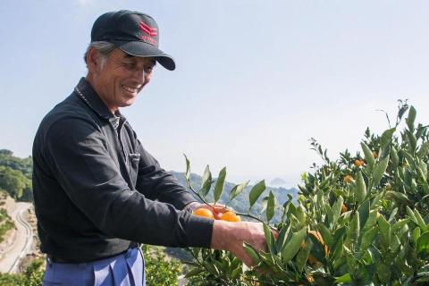 【発送は3月上旬から】 松山市中島産 せとか 無地 M～2L 2.5kg