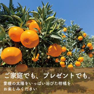 【愛媛県産】柑橘の大トロ せとか 小玉 S-SSサイズ 秀品優品混合 約3kg ＜2月下旬～発送予定＞ 柑橘 みかん 果物 くだもの フルーツ おすすめ 高級 人気 数量限定 愛媛県 松山市