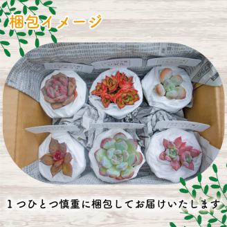 多肉植物 エケベリア 6種 おまかせセット