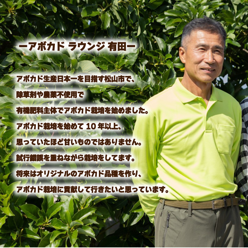 アボカド接ぎ木苗  フェルテ（Bタイプ）１年生中苗１本 ｜苗 ガーデニング 農業 家庭菜園 野菜 アボカド  あぼかど 国産 アボカド サラダ アボカド 料理 アボカド 健康 アボカド 森のバター 愛媛県 松山市 フェルテ