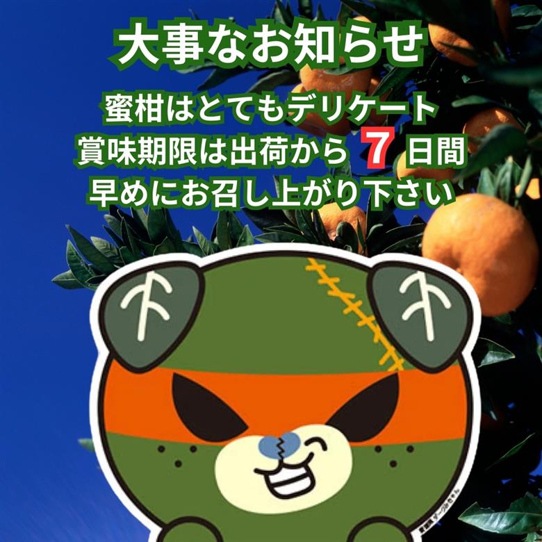 【先行予約】 温州みかん 2kg 興居島産 ランダムサイズ 優品以上 愛媛産 愛媛県産 国産 愛媛みかん 愛媛蜜柑 愛媛ミカン みかん ミカン mikan 蜜柑 柑橘 フルーツ 果物 くだもの お取り寄せ 産地直送 数量限定 人気 おすすめ 愛媛県 松山市