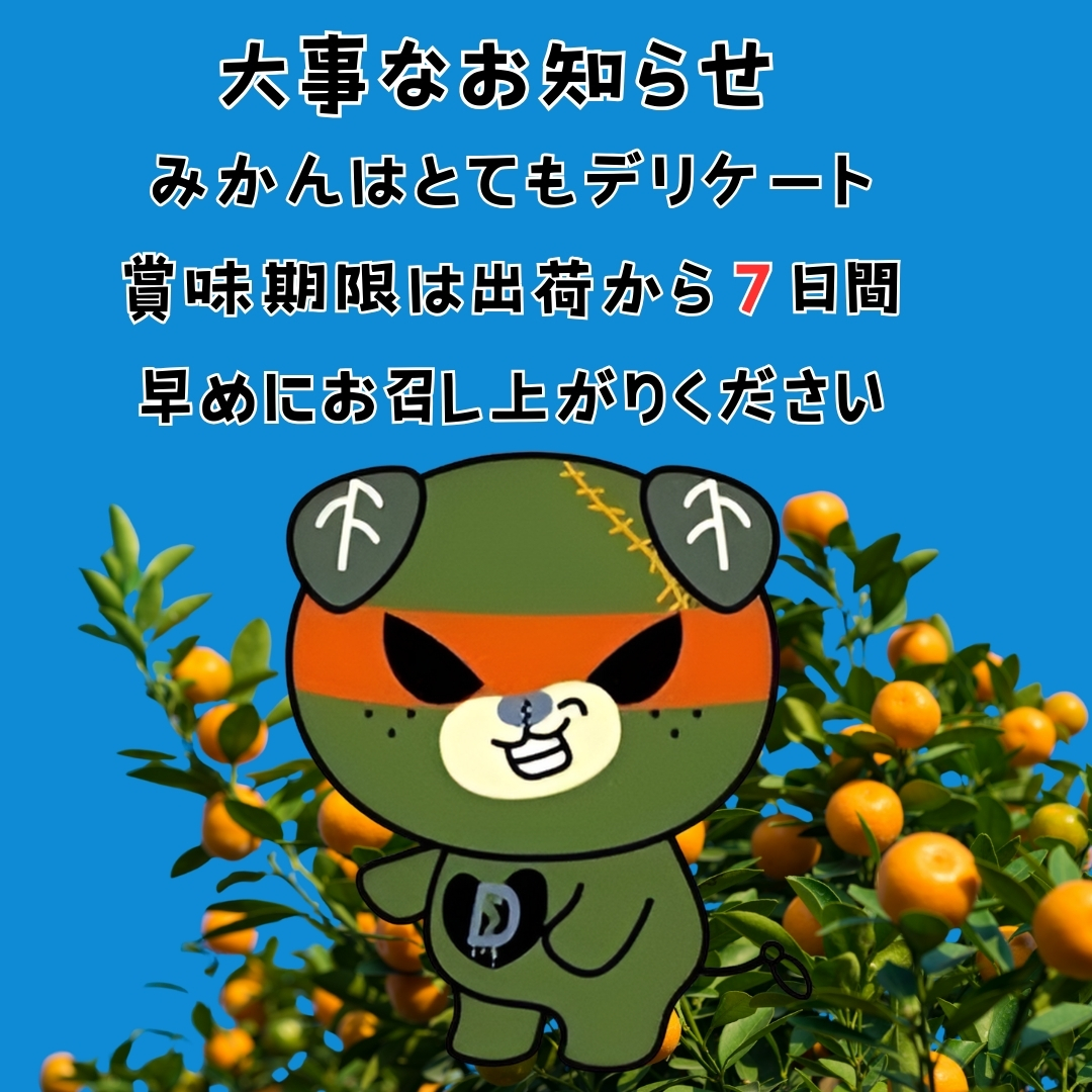 【先行予約】 愛果28号 お試し3個入りセット 愛媛産 愛媛県産 国産 愛媛みかん 愛媛蜜柑 愛媛ミカン みかん ミカン mikan 蜜柑 柑橘 フルーツ 果物 くだもの お取り寄せ 産地直送 数量限定 人気 おすすめ 愛媛県 松山市