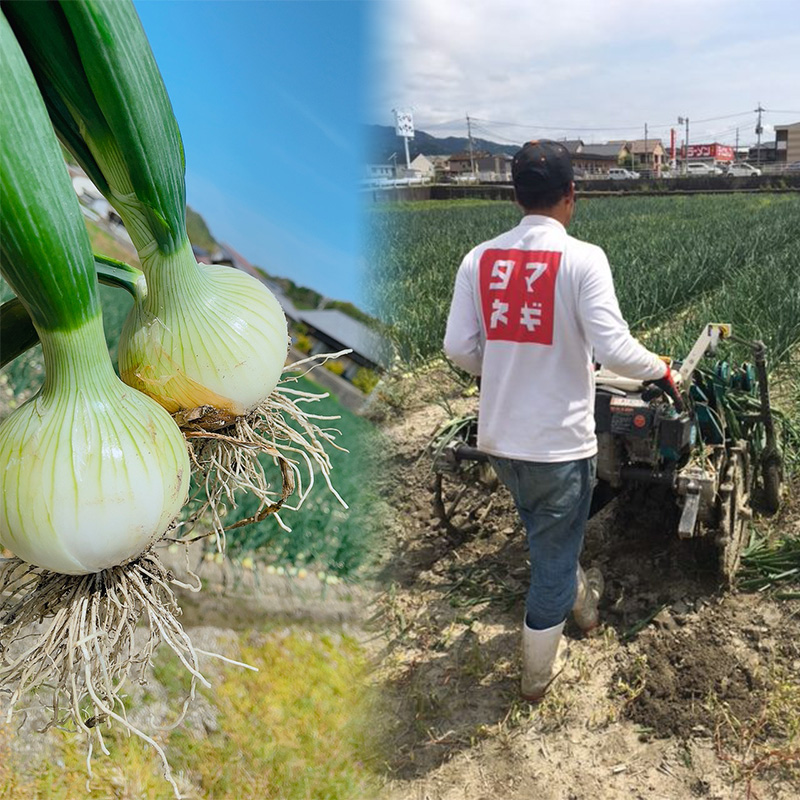 【2026年6月から発送予定】 松山市北条産 風早の里 玉ねぎ 7kg | 玉葱 たまねぎ 野菜 やさい 野菜炒め 焼きそば カレー 味噌汁 料理 調理 お取り寄せ グルメ 人気 おすすめ 愛媛県 松山市