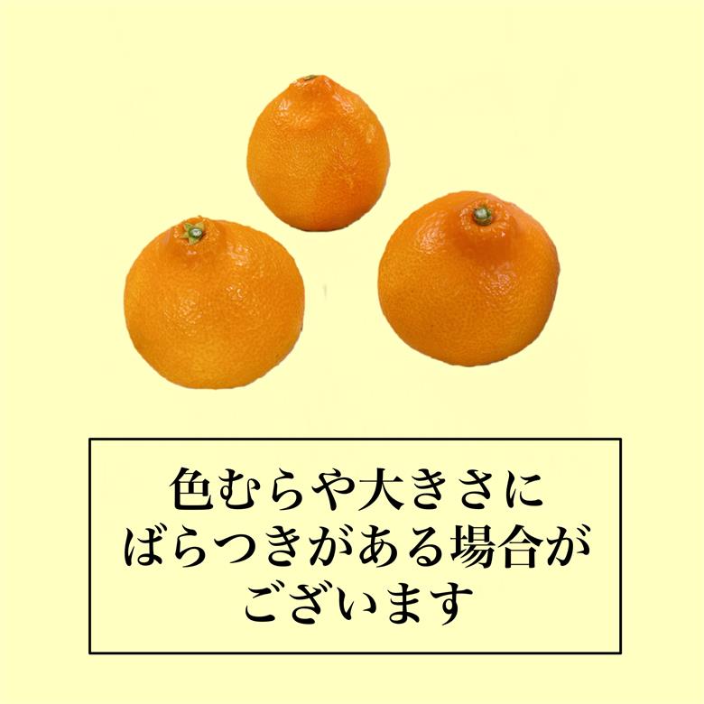 【11月下旬から発送】  紅まどんな M ~4L 5kg [ご家庭用]