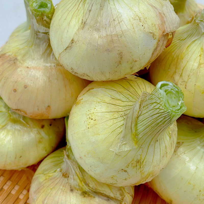 ＜1月中旬から発送＞松山市津和地島産 新玉ねぎ 約4kg 1月中旬から発送