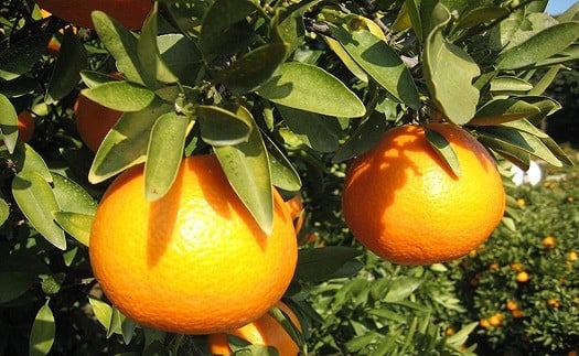 伊予柑 4kg 【2026年1月下旬から発送予定】  愛媛 中島産 果物 フルーツ 柑橘 みかん ミカン 愛媛 旬 希望の島