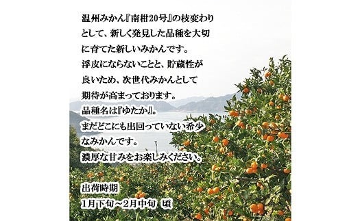 温州みかん 新品種『ゆたか』 3kg 【2026年1月上旬から発送予定】愛媛県産 みかん 柑橘 希望の島