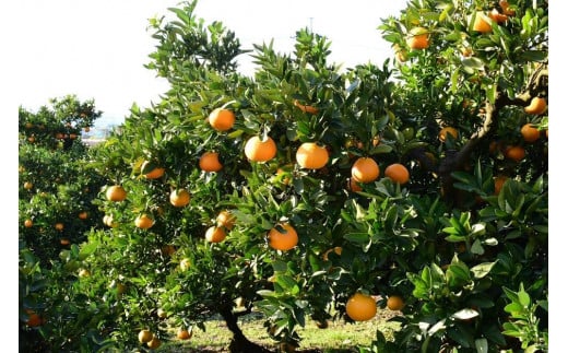 【先行予約 2026年1月中旬から発送予定】宮内伊予柑 ５kg 5kg