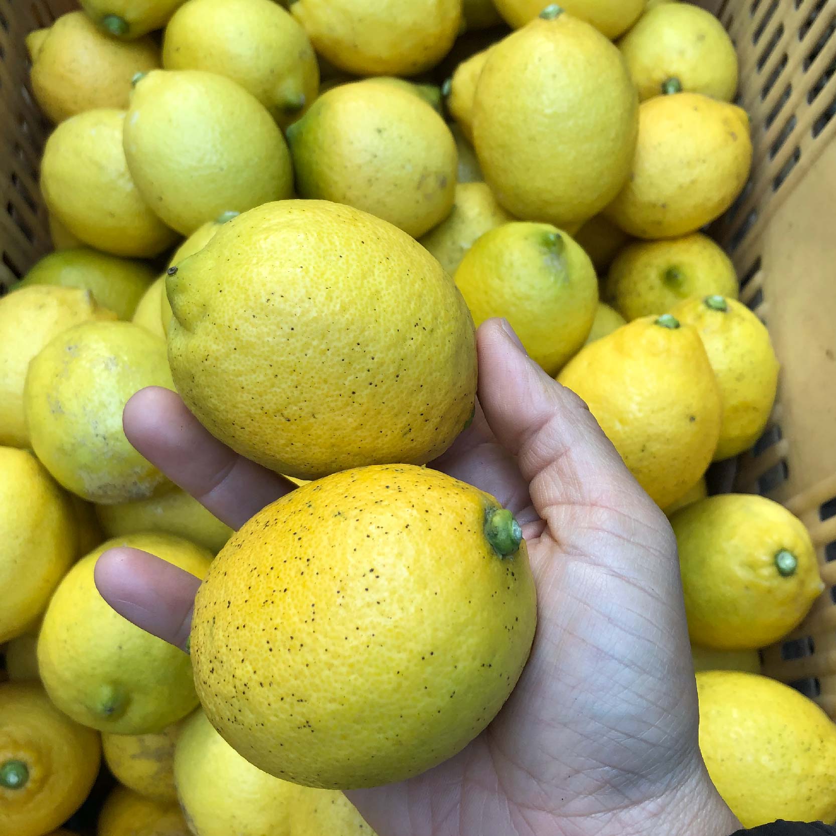 【訳あり】 数量限定 もりのしずくレモン イエローレモン 3kg 国産 レモン 先行予約 訳あり イエローレモン3kg