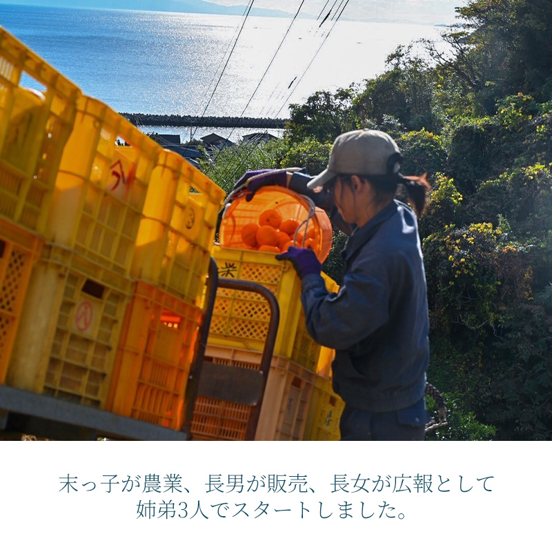 【11月下旬から発送】 きいのあいか 約3kg 贈答用