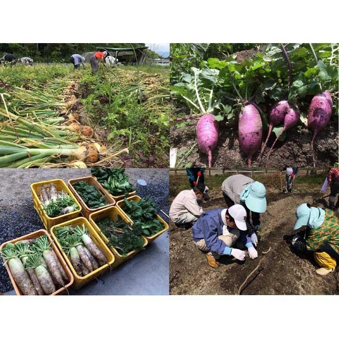 ＜毎週10セット限定！＞松山市産高級きくらげ＆旬野菜セット【農薬不使用】