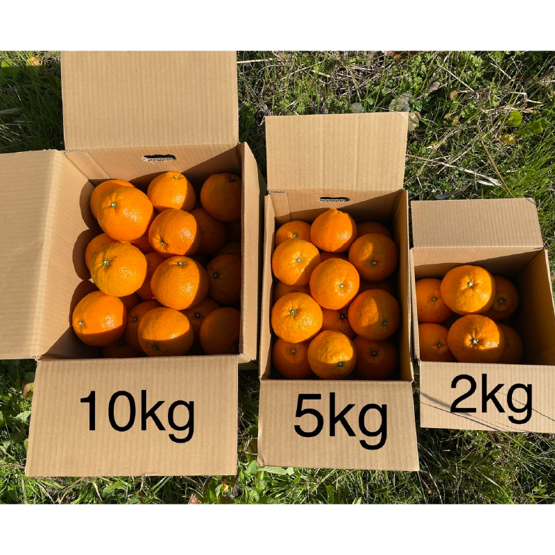 宮内伊予柑 いよかん 10kg(約40個) 自然栽培 【先行予約 2026年1月中旬ごろ発送】  | 伊予柑 ミカン 柑橘 みかん 期間限定 フルーツ 果物 果実 愛媛県産 愛媛 松山 農薬不使用 10kg ¥20,000