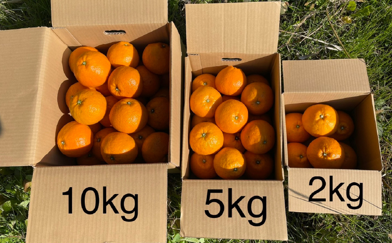 宮内伊予柑 いよかん 5kg(約20個) 自然栽培 【先行予約 2026年1月中旬ごろ発送】 | 伊予柑 ミカン 柑橘 みかん 期間限定 フルーツ 果物 果実 愛媛県産 愛媛 松山 農薬不使用 5kg ¥10,000