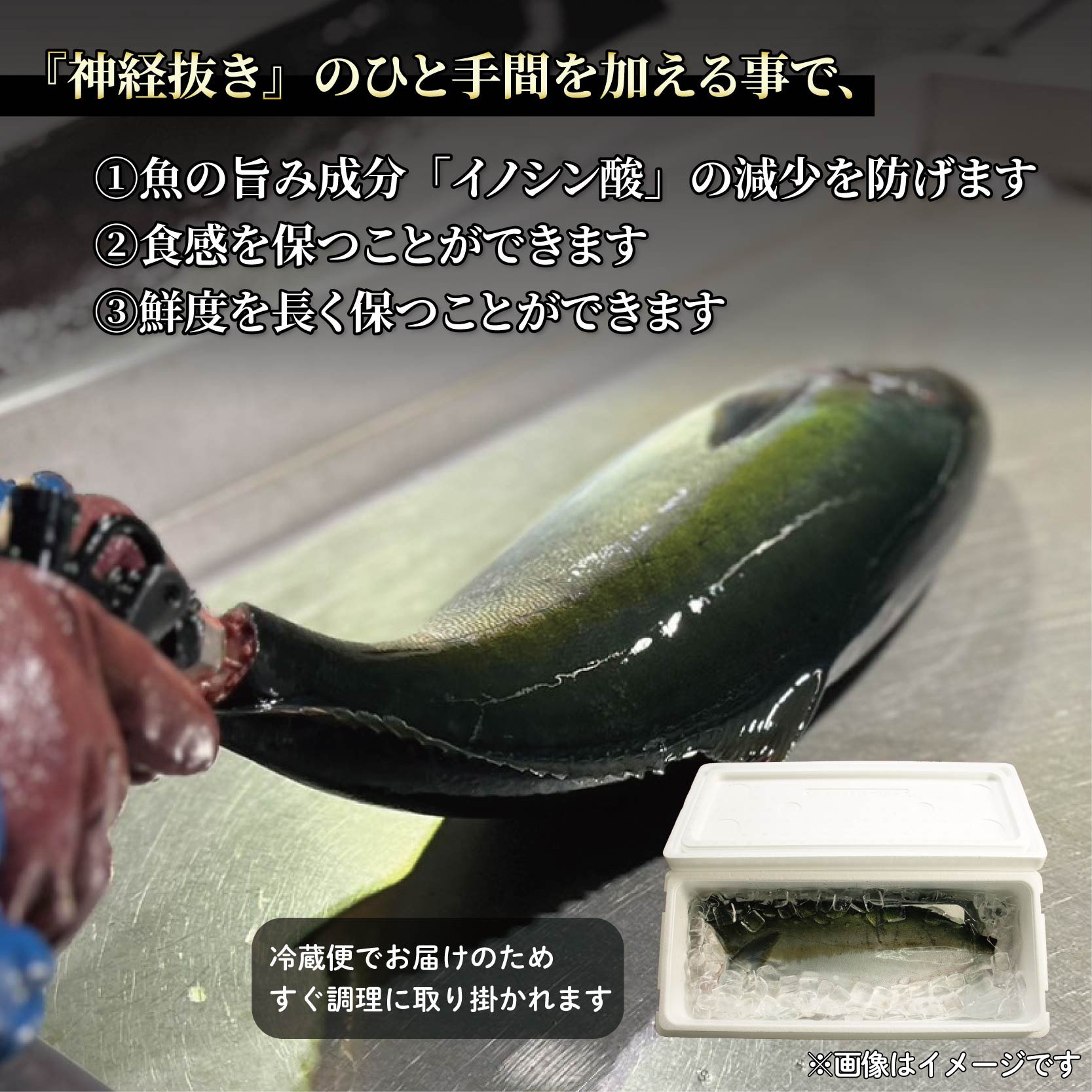 活じめ！神経抜き！ぶりフィレ1尾 鮮魚 刺身 お刺身 お刺し身 魚介 海の幸 冷蔵 ブリ 鰤 ぶり 愛媛県 松山市 1尾分