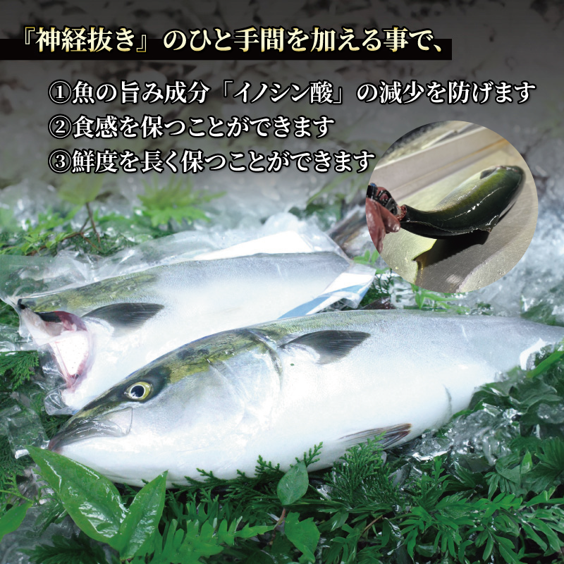 活じめ！神経抜き！かんぱちフィレ1尾分 鮮魚 刺身 お刺身 お刺し身 魚介 海の幸 冷蔵 かんぱち カンパチ 勘八 愛媛県 松山市 1尾分