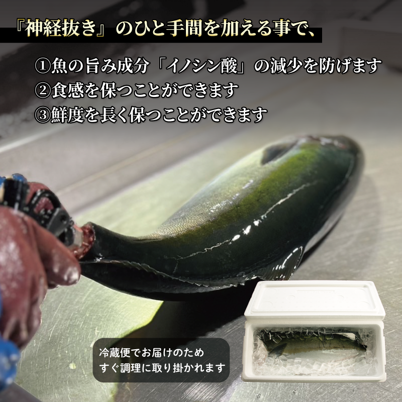 活じめ！神経抜き！ひらまさフィレ半身1枚 鮮魚 刺身 お刺身 お刺し身 魚介 海の幸 冷蔵 ひらまさ ヒラマサ 愛媛県 松山市 半身1枚