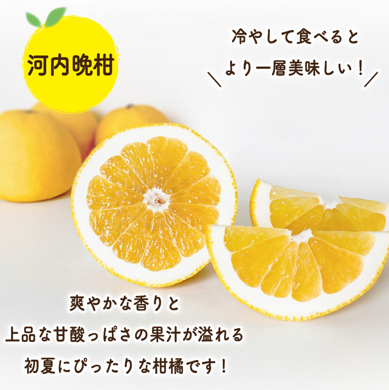 【先行予約】初夏の食べ比べセット～甘夏&河内晩柑～(各5玉) | 柑橘 かんきつ 甘夏 河内晩柑 フルーツ 果物 期間限定 【2026年4月上旬頃から発送予定】愛媛県 松山市 ココオ Koko'o