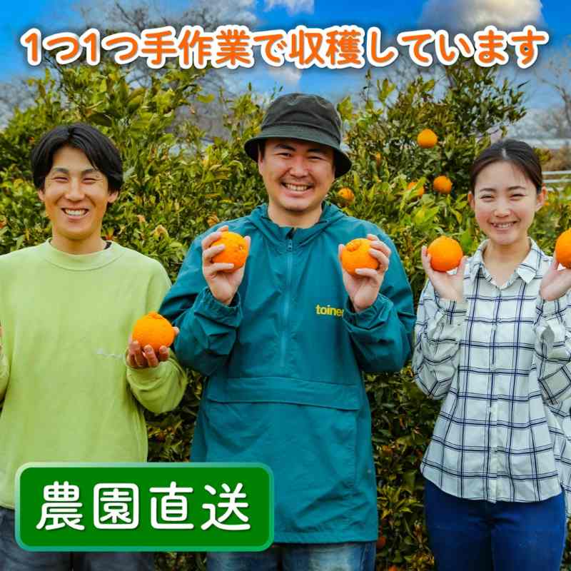 【先行予約】 家庭用 不知火（しらぬい）3kg 光センサー選別 糖度13.5度以上 【2026年2月～3月発送】